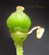  Pistil and one stamen